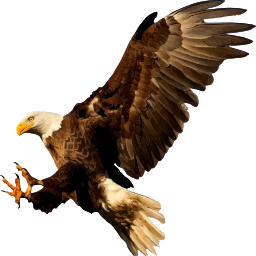 A Bald Eagle Flying 통해 The Air