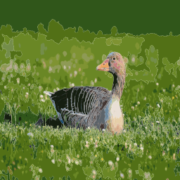 잔디밭에서 goose
