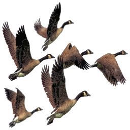 A Flock 의 Geese Flying 에 The 공기