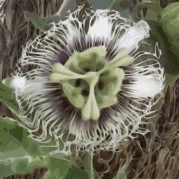 passionflower 와 좋은 세부