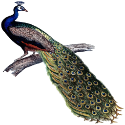 peacock 깃털 표시