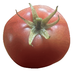붉은 토마토 일러스트