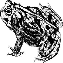 striped frog 일