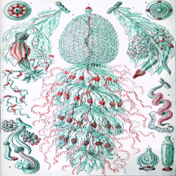 vibrant aquatic specimens