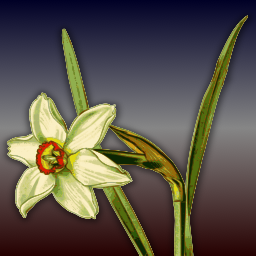 빈티지 흰색 daffodil gradient