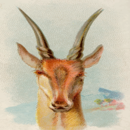antelope 머리 정면 초상화