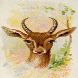 atelope 머리 와 curved horns