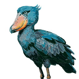 Blue shoebill 새 소식