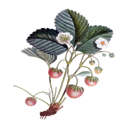 botanical 일러스트 딸기