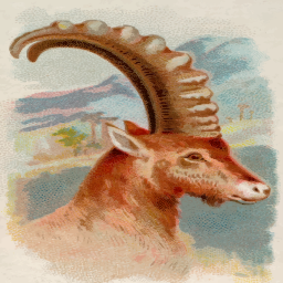 곡선 뿔 antelope 초상화
