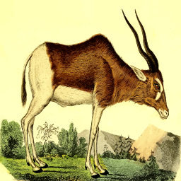 Antelope Standing 에 A Grassy 필드