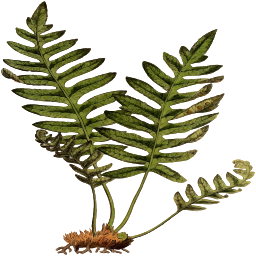 흰색 배경에 Fern Leaf