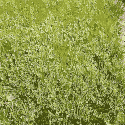 A Plant With Green Leaves In A Garden