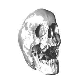 A Skull 이다 Shown 에 검정 과 화이트