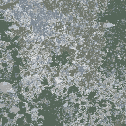 바위에 lichen