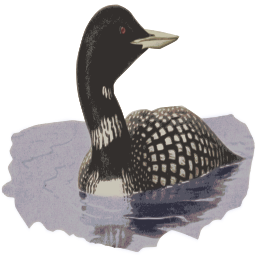 물에 뜨는 loon 새