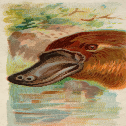 platypus 머리에 의해 물