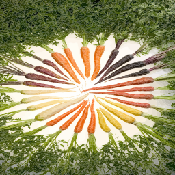 rainbow carrot 원형 배열