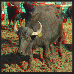 물 buffalo 에 pasture