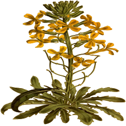 황색 꽃 sprig