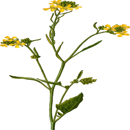 황색 야생 꽃 botanical 줄기