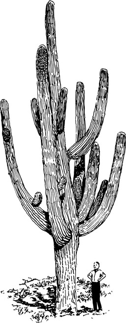 drawing cactus plant
