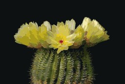 검은색 배경 위의 cactus 함께 노란색 꽃