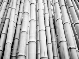 검은색 와 흰색 photo 키 큰 bamboo 나무
