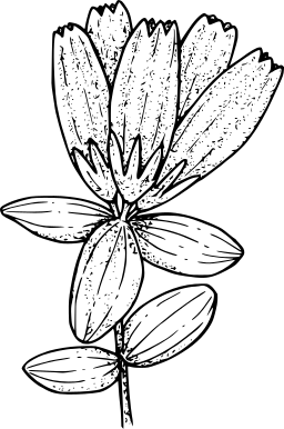 흑백 한 꽃