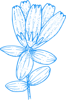 blue silhouette horse chestnut seed lacewing