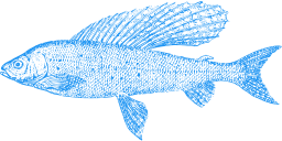 Blue Fish Silhouetted Against A White Background