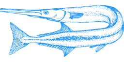 blue silhouette snoek fish gar fish