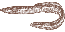 brown silhouette aircraft carrier snoek fish
