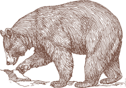 brown silhouette brown bear polar bear
