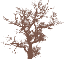 brown silhouette coral fungus coral reef