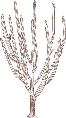 brown silhouette coral reef paintbrush