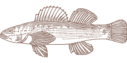 brown silhouette pufferfish gar fish