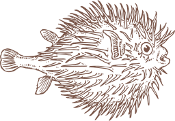 brown silhouette pufferfish lionfish