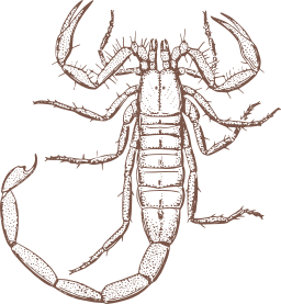 brown silhouette scorpion spiny lobster