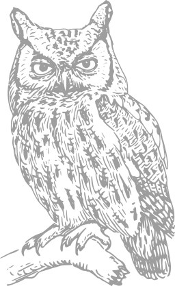 owl sitting on tree branch