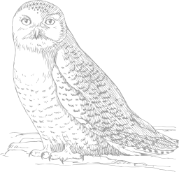 owl sitting on ground