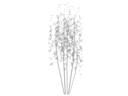 gray silhouette rapeseed corn