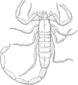 gray silhouette spiny lobster scorpion