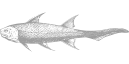 gray silhouette sturgeon gar fish