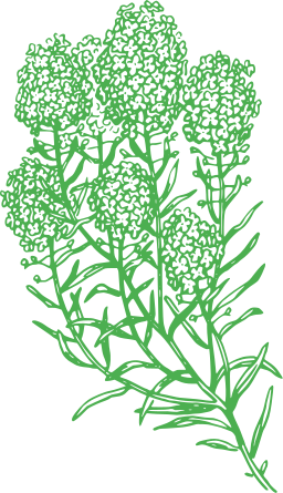 green silhouette coral reef coral fungus 6