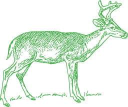deer standing in grass