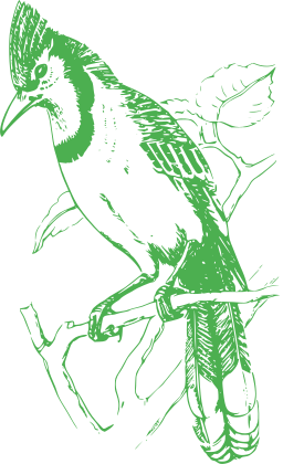bird perched on branch of a tree
