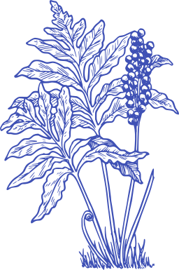indigo silhouette cardoon corn