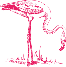 pink flamingo standing in grass
