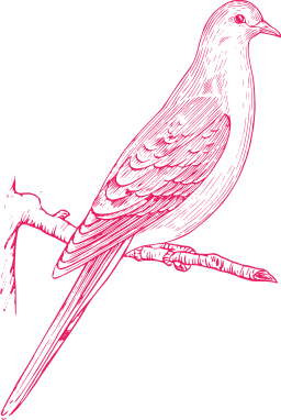 pink silhouette indigo bunting bulbul